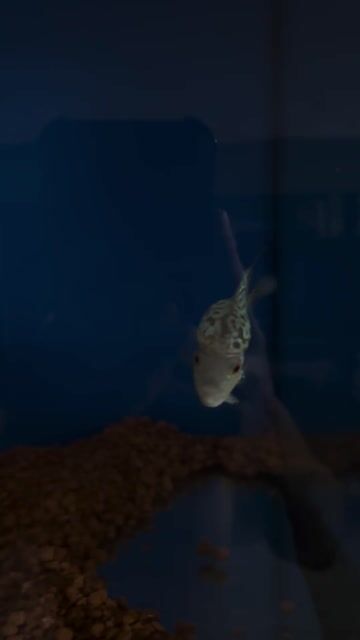 cá la hán châu nhí. Mua bán Thú cưng khác tại Quận 8 Tp Hồ Chí Minh được đăng bởi KIM BAO AQUARIUM hình 1