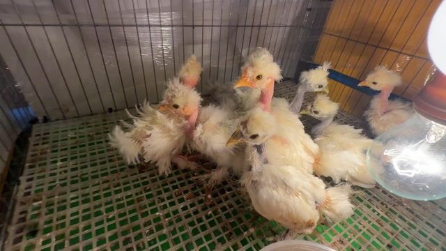 Gà Showgirl Trắng Trống mái. Mua bán Gà tại Thành phố Vĩnh Long Vĩnh Long được đăng bởi Thí Lê hình 1