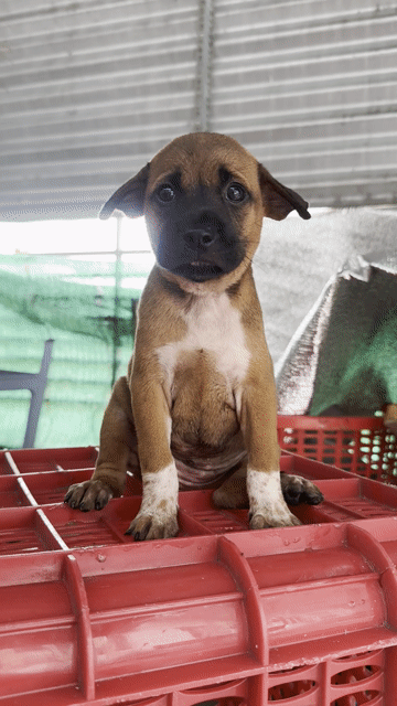 Chó pitbull lai phú quốc có xoáy lưng. Mua bán Chó tại Quận 8 Tp Hồ Chí Minh được đăng bởi tân hình 1