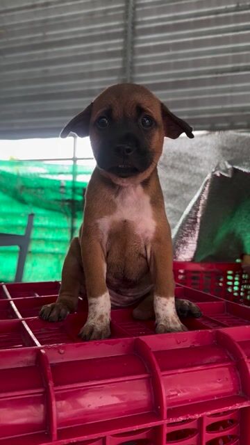 Chó pitbull lai phú quốc có xoáy lưng. Mua bán Chó tại Quận 8 Tp Hồ Chí Minh được đăng bởi tân hình 1