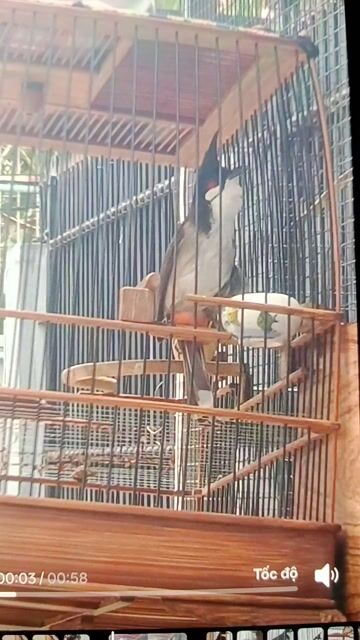 Chim chào mào đực siêng hót. Mua bán Chim tại Thành phố Biên Hòa Đồng Nai được đăng bởi Nguyễn an hình 2
