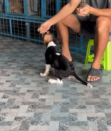 Chó Cavarlier King Charles Spaniel — đã huấn luyện. Mua bán Chó tại Huyện Nhà Bè Tp Hồ Chí Minh được đăng bởi  Louis  hình 1