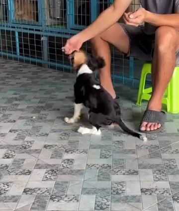 Chó Cavarlier King Charles Spaniel — đã huấn luyện. Mua bán Chó tại Huyện Nhà Bè Tp Hồ Chí Minh được đăng bởi  Louis  hình 1