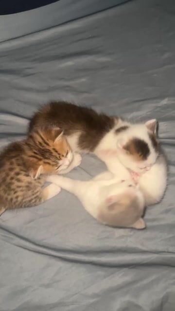 Mèo Anh Lông Ngắn, Munchkin. Mua bán Mèo tại Quận Gò Vấp Tp Hồ Chí Minh được đăng bởi Hồngg Phúcc hình 1