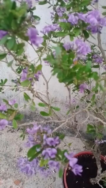 Cây cảnh Linh sam hoa thơm dịu . Mua bán Cây cảnh, đồ trang trí tại Quận Gò Vấp Tp Hồ Chí Minh được đăng bởi luxury  hình 1