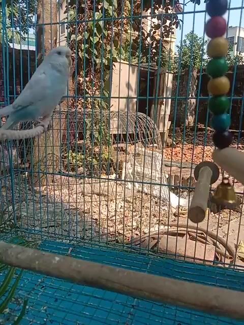 Vẹt Vàng Xanh Tím 6 tháng tuổi. Mua bán Chim tại Huyện Gia Lâm Hà Nội được đăng bởi VẸT DƯƠNG XÁ GIA LÂM LONG BIÊN hình 1