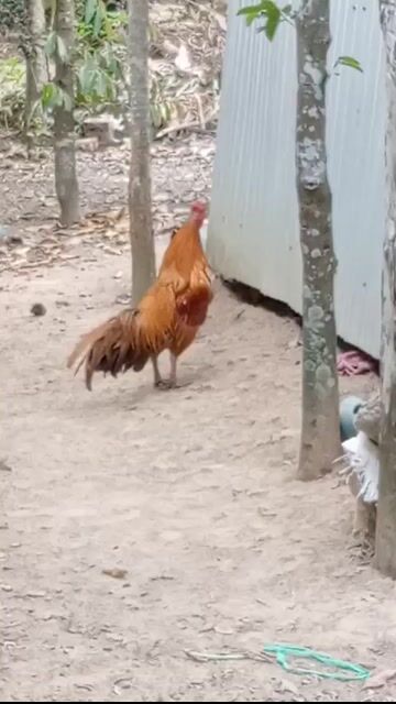 Gà trống Nâu vàng 3.8kg Đực. Mua bán Gà tại Huyện Tánh Linh Bình Thuận được đăng bởi Thành An Nguyễn hình 1