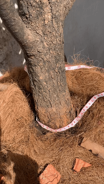Bán cây Mai tứ quý hoành 31cm dáng trực thẳng. Mua bán Cây cảnh, đồ trang trí tại Thành phố Thủ Đức Tp Hồ Chí Minh được đăng bởi Mr Hùng hình 1
