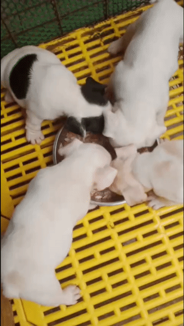 Chó French Bulldog con đã tiêm. Mua bán Chó tại Huyện Bình Chánh Tp Hồ Chí Minh được đăng bởi mini pet house sài gòn hình 1