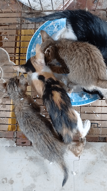 Mèo tam thể dưới 3 tháng tuỏi, chưa tiêm. Mua bán Mèo tại Huyện Củ Chi Tp Hồ Chí Minh được đăng bởi Minh Hiền hình 1