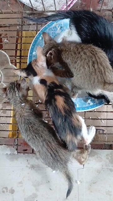 Mèo tam thể dưới 3 tháng tuỏi, chưa tiêm. Mua bán Mèo tại Huyện Củ Chi Tp Hồ Chí Minh được đăng bởi Minh Hiền hình 1