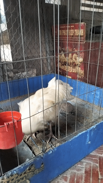 Gà giống 3.2kg đực gà tơ. Mua bán Gà tại Huyện Chợ Mới An Giang được đăng bởi Thi Võ hình 1
