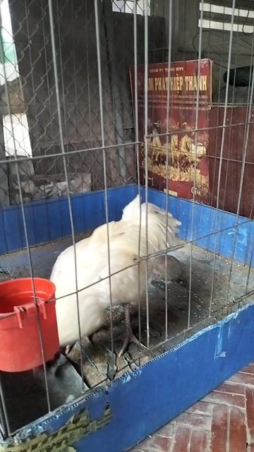 Gà giống 3.2kg đực gà tơ. Mua bán Gà tại Huyện Chợ Mới An Giang được đăng bởi Thi Võ hình 1