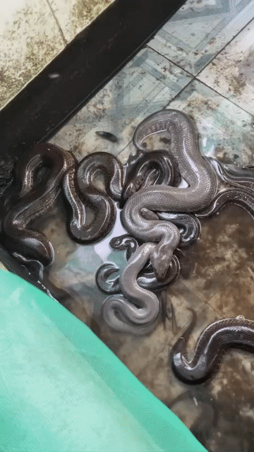 Rắn Rivoi. Mua bán Thú cưng khác tại Huyện Nhơn Trạch Đồng Nai được đăng bởi hoạ my hình 1