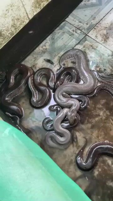 Rắn Rivoi. Mua bán Thú cưng khác tại Huyện Nhơn Trạch Đồng Nai được đăng bởi hoạ my hình 1