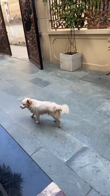 Chó Poodle đực trắng 6 tháng đã tiêm. Mua bán Chó tại Huyện Hoài Đức Hà Nội được đăng bởi ngọc anh hình 1