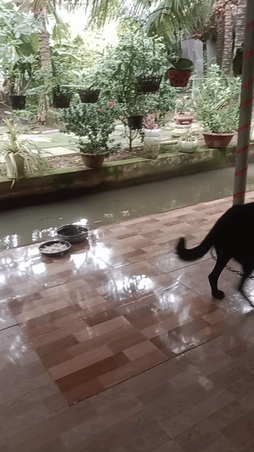 Chó Poodle Đen 24kg Thân thiện. Mua bán Chó tại Thành phố Mỹ Tho Tiền Giang được đăng bởi Lâm Nguyễn hình 1