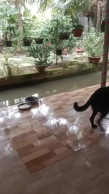 Chó Poodle Đen 24kg Thân thiện. Mua bán Chó tại Thành phố Mỹ Tho Tiền Giang được đăng bởi Lâm Nguyễn hình 1