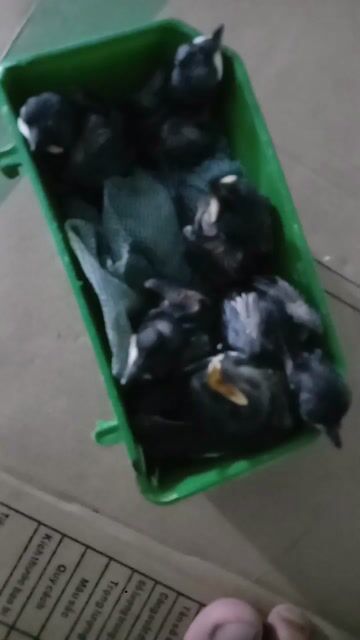 Chim chích chòe than non. Mua bán Chim tại Quận Liên Chiểu Đà Nẵng được đăng bởi Pham Huy11 hình 1