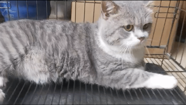 Mèo Bi tabby đực hơn 6kg 1 năm xám trắng. Mua bán Mèo tại Quận Hoàng Mai Hà Nội được đăng bởi Ngọc Hoàng hình 1