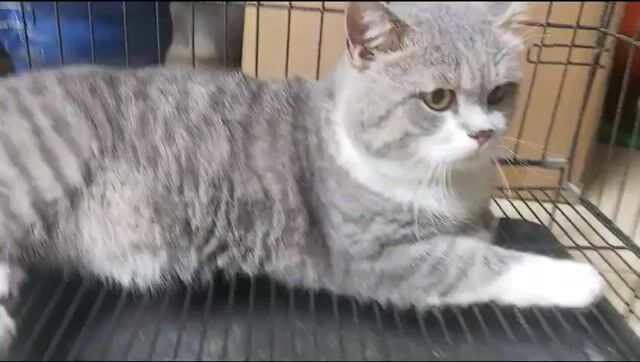 Mèo Bi tabby đực hơn 6kg 1 năm xám trắng. Mua bán Mèo tại Quận Hoàng Mai Hà Nội được đăng bởi Ngọc Hoàng hình 1