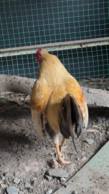Gà Vàng chanh Đực. Mua bán Gà tại Huyện Hóc Môn Tp Hồ Chí Minh được đăng bởi Nguyễn Tuấn Kiệt  hình 1