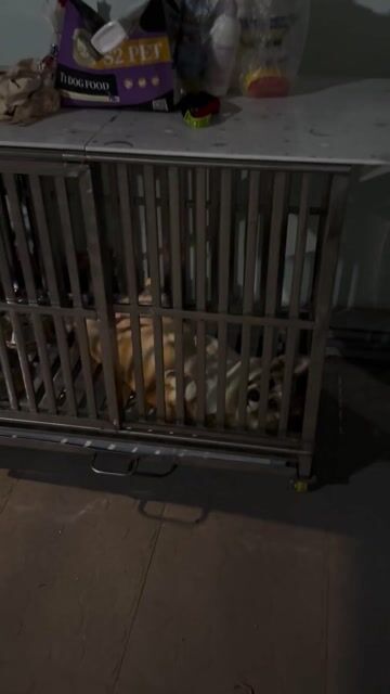 Chó Corgi cái 9 tháng vàng trắng. Mua bán Chó tại Thành phố Thủ Dầu Một Bình Dương được đăng bởi Đức Huy hình 1