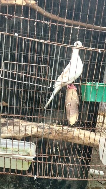 Chim Cu Thái, Cu Malai. tơ và ss. Mua bán Chim tại Huyện Ba Tri Bến Tre được đăng bởi Phuong Huynh hình 1