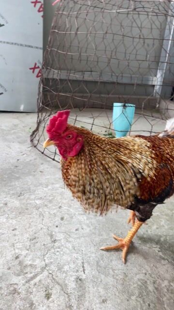 Gà cú lửa 2kg 8. Mua bán Gà tại Huyện Trần Đề Sóc Trăng được đăng bởi Đoàn Tuan hình 1