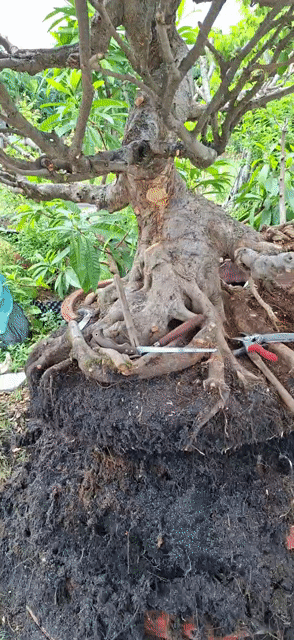 sanh nam điền . Mua bán Cây cảnh, đồ trang trí tại Quận 12 Tp Hồ Chí Minh được đăng bởi Tít Nguyễn  hình 1