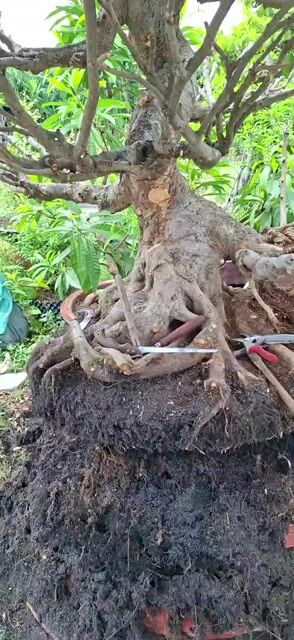 sanh nam điền . Mua bán Cây cảnh, đồ trang trí tại Quận 12 Tp Hồ Chí Minh được đăng bởi Tít Nguyễn  hình 1