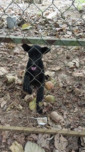 Chó Phú Quốc Đen. Mua bán Chó tại Huyện Trảng Bom Đồng Nai được đăng bởi Trong Tran Huu hình 1