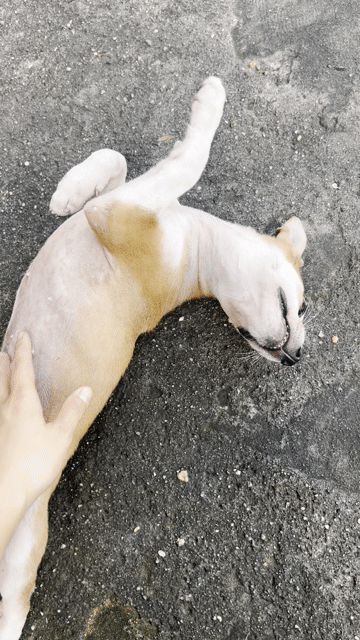 Chó cỏ Nâu trắng. Mua bán Chó tại Thành phố Thủ Dầu Một Bình Dương được đăng bởi hoàng thuy hình 1