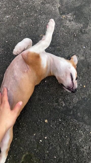 Chó cỏ Nâu trắng. Mua bán Chó tại Thành phố Thủ Dầu Một Bình Dương được đăng bởi hoàng thuy hình 1