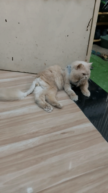 Mèo Anh lông dài Golden đực 30 tháng đã tiêm ngừa. Mua bán Mèo tại Quận 8 Tp Hồ Chí Minh được đăng bởi Nguyễn Hoàng Phiêu hình 1