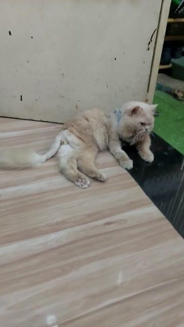 Mèo Anh lông dài Golden đực 30 tháng đã tiêm ngừa. Mua bán Mèo tại Quận 8 Tp Hồ Chí Minh được đăng bởi Nguyễn Hoàng Phiêu hình 1