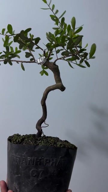Cây Hải Châu. Mua bán Cây cảnh, đồ trang trí tại Quận 10 Tp Hồ Chí Minh được đăng bởi Hoàng Hải hình 1