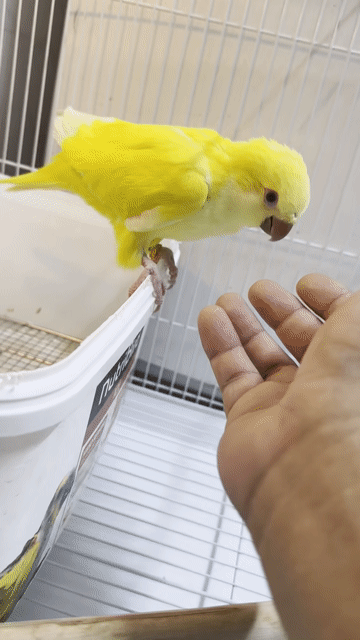 Vẹt Lutino Vàng thân thiện thông minh. Mua bán Chim tại Quận 8 Tp Hồ Chí Minh được đăng bởi Gia Hào hình 1
