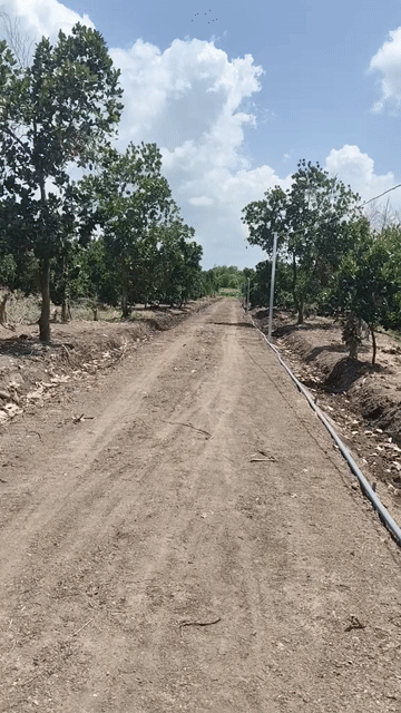 Mua bán Đất Huyện Tân Trụ Long An diện tích 500 m² giá 320 triệu