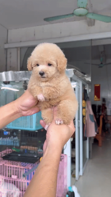 Chó Poodle Nâu vàng. Mua bán Chó tại Huyện Lục Nam Bắc Giang được đăng bởi Hà My hình 1