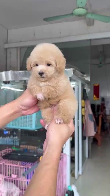 Chó Poodle Nâu vàng. Mua bán Chó tại Huyện Lục Nam Bắc Giang được đăng bởi Hà My hình 1