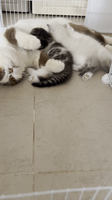 Nhận gạch mèo con thuần chủng ALN chân dài. Mua bán Mèo tại Quận 7 Tp Hồ Chí Minh được đăng bởi M Home hình 1
