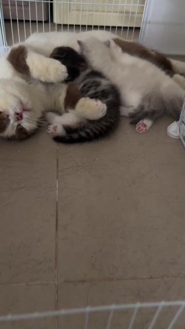 Nhận gạch mèo con thuần chủng ALN chân dài. Mua bán Mèo tại Quận 7 Tp Hồ Chí Minh được đăng bởi M Home hình 1