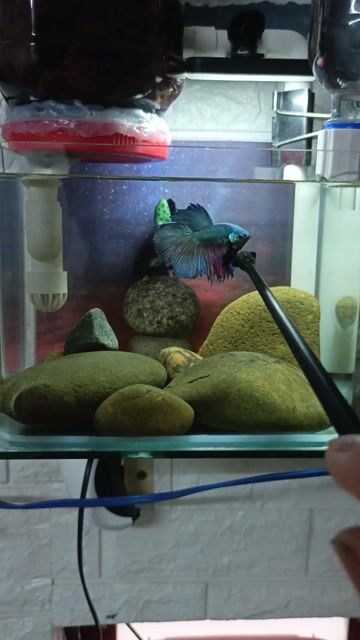 Cá Betta Xanh biển Khỏe mạnh. Mua bán Thú cưng khác tại Quận 7 Tp Hồ Chí Minh được đăng bởi Tài hình 1