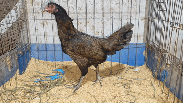 Gà Nòi Cái 2kg Đen. Mua bán Gà tại Huyện Bình Chánh Tp Hồ Chí Minh được đăng bởi Trungthao hình 1