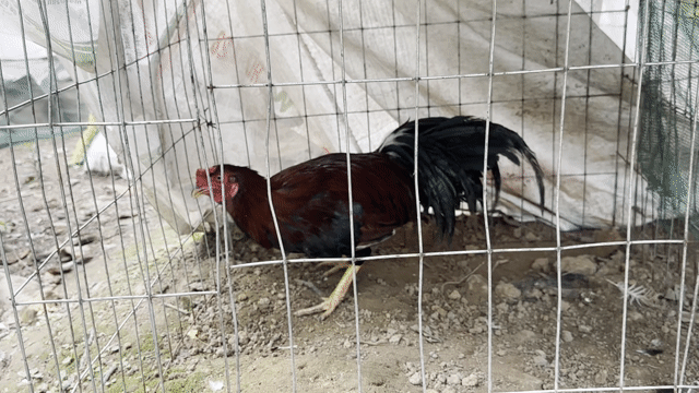 Gà trống Đen 2.5kg đực. Mua bán Gà tại Huyện Càng Long Trà Vinh được đăng bởi Quốc cường hình 1