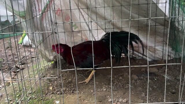 Gà trống Đen 2.5kg đực. Mua bán Gà tại Huyện Càng Long Trà Vinh được đăng bởi Quốc cường hình 1