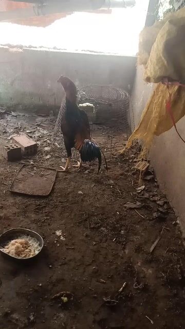 Gà chọi trống 2.8kg. Mua bán Gà tại Quận Cẩm Lệ Đà Nẵng được đăng bởi Tuân hình 1