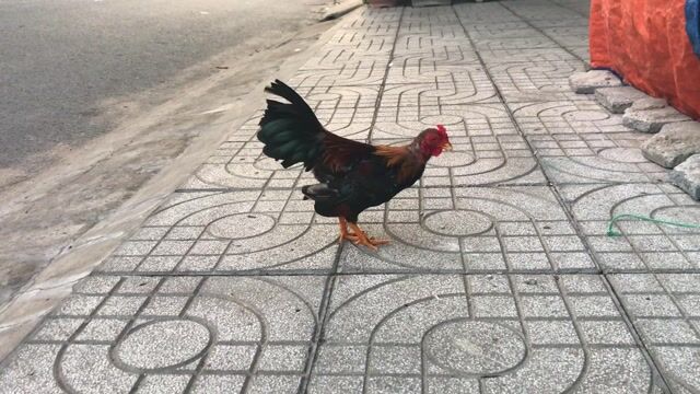 Gà tre Bắc trên 6 tháng. Mua bán Gà tại Quận Ninh Kiều Cần Thơ được đăng bởi ABC hình 1