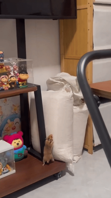 Hamster bear. Mua bán Thú cưng khác tại Quận Gò Vấp Tp Hồ Chí Minh được đăng bởi Hamusuta  hình 1